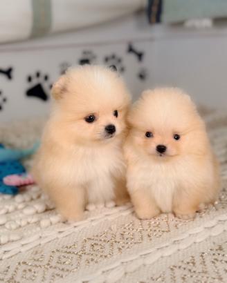 SPITZ NANO tedesco Pomerania