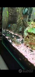 Ancistrus