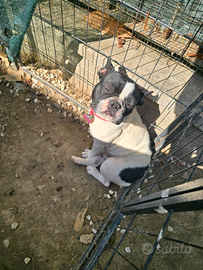 Bulldog francese