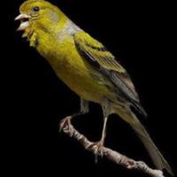 Canarini da canto Timbrado spagnolo