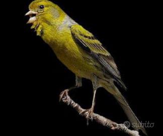 Canarini da canto Timbrado spagnolo