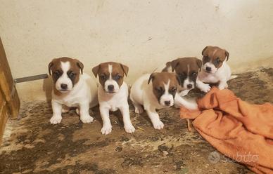 cuccioli razza jack russell con pedigree ree