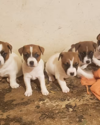 cuccioli razza jack russell con pedigree ree