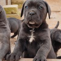 Cuccioli di Cane Corso