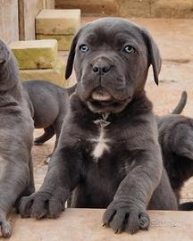 Cuccioli di Cane Corso