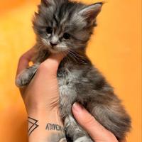 Maine Coon