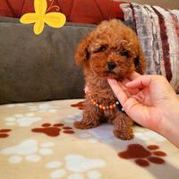 Cuccioli di barboncini mini toy maschi femmine