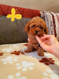 Cuccioli di barboncini mini toy maschi femmine