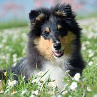 Pastore scozzese - maschio