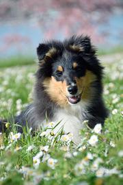 Pastore scozzese - maschio