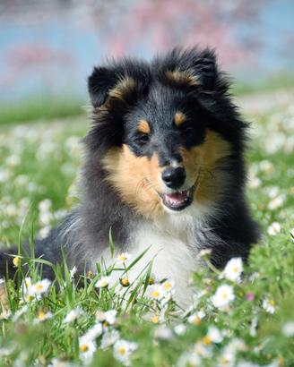 Pastore scozzese - maschio