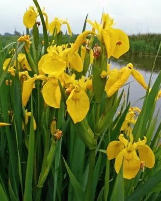 iris d acqua gialli