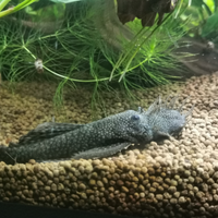 Pesci acquario tropicale