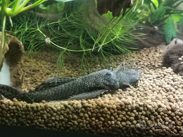 Pesci acquario tropicale