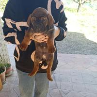 Fila Brasileiro cuccioli