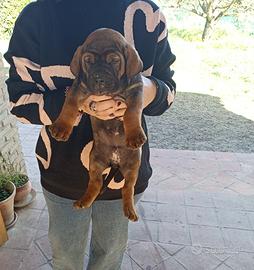 Fila Brasileiro cuccioli