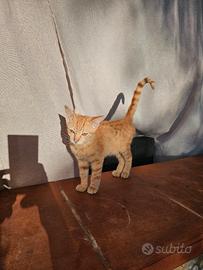 Si regalano  2 gattini amorevoli e coccolosi