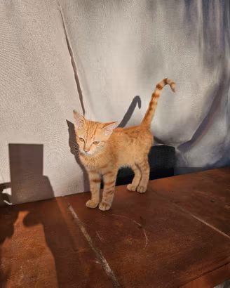 Si regalano  2 gattini amorevoli e coccolosi