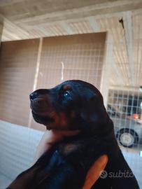 Dobermann cuccioli