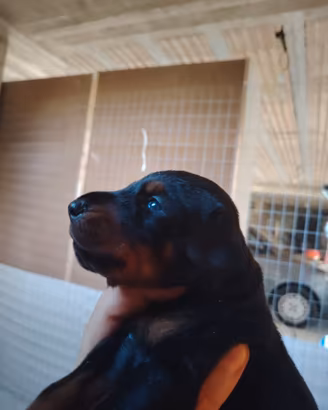 Dobermann cuccioli