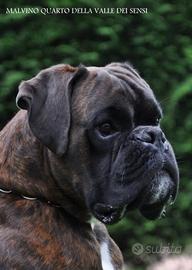 Boxer cuccioli