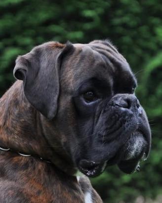 Boxer cuccioli
