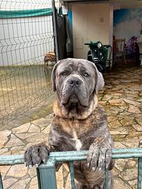 Cane corso