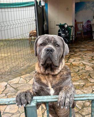 Cane corso