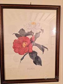 Stampe Grafiche Tassotti con cornice in legno