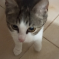 Gattina piccola