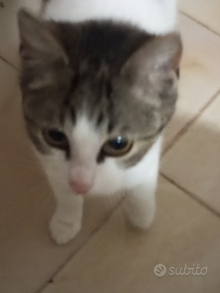 Gattina piccola