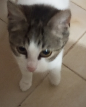 Gattina piccola