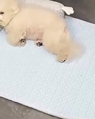 Tappetino rinfrescante per cani e gatti | Anti-cal
