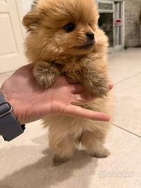 Volpino spitz di Pomerania