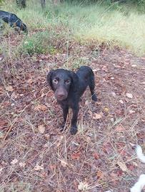 Cane da tartufo