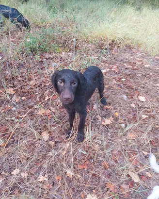 Cane da tartufo