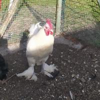 Galletti ornamentali