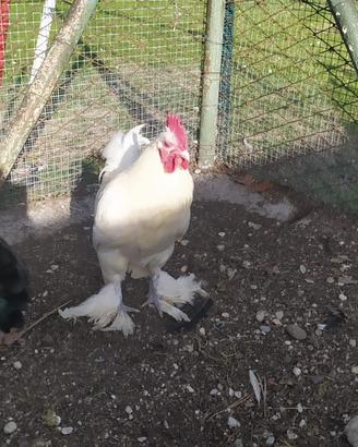 Galletti ornamentali