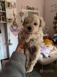 Mini maltipoo