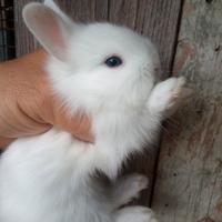 Conigli nani testa di leone