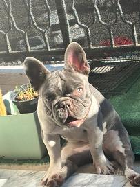 Bulldog francese femmina
