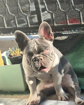 Bulldog francese femmina