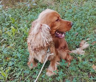 Cocker della valle