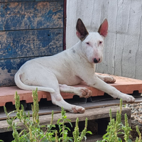 Cucciolone di bull terrier