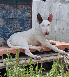 Cucciolone di bull terrier