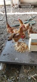 Meravigliose galline romagnole
