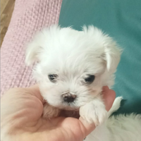 Maltese coreano toy