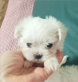 Maltese coreano toy