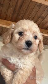 Cuccioli maltipo