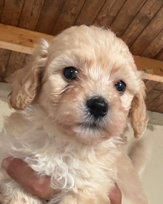 Cuccioli maltipo
